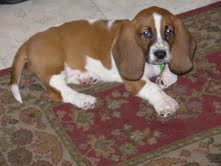 description of image