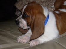 description of image