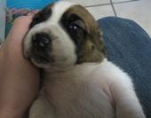 description of image