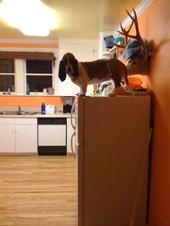 description of image